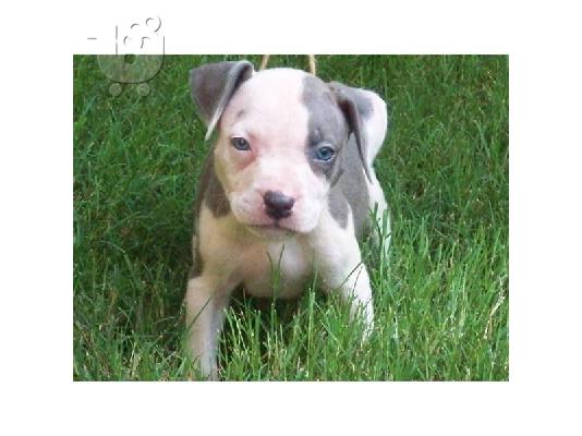 PoulaTo: american pitbull terrier puppies for sale at good prices